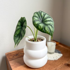 May include: A green and silver Alocasia plant with large, veined leaves in a white, textured, bulbous pot. The plant is sitting on a wooden table with a small, white candle and a crocheted coaster.