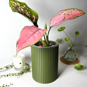 May include: A pink and green houseplant with variegated leaves in a green striped planter. The planter is cylindrical and has a light gray rim.
