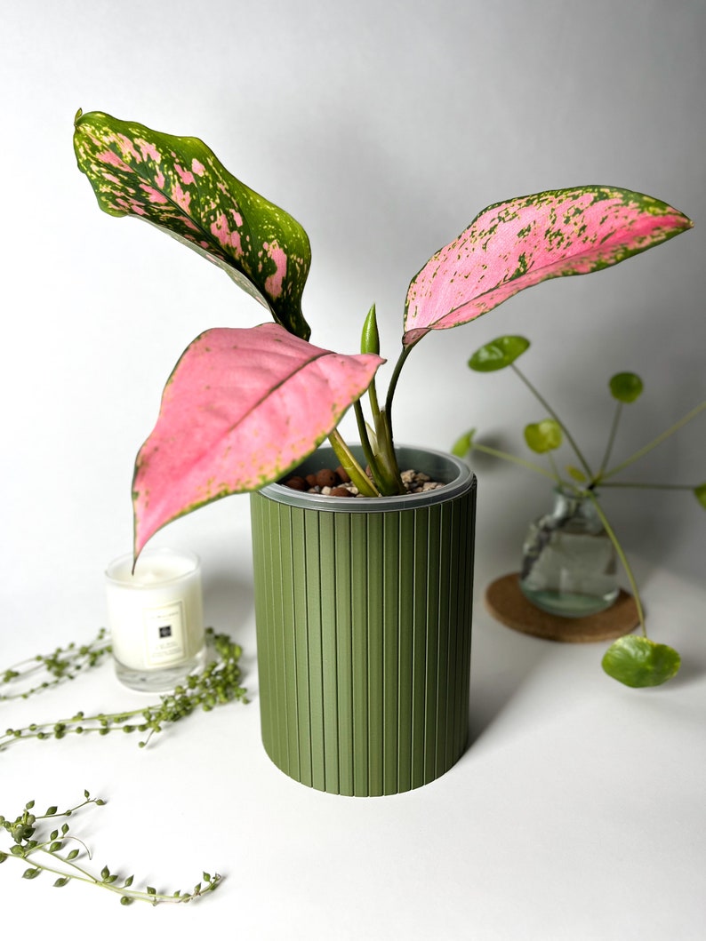 May include: A pink and green houseplant with variegated leaves in a green striped planter. The planter is cylindrical and has a light gray rim.