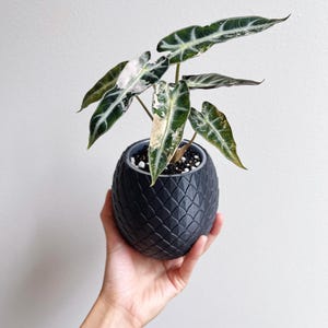 YONGGARI Self-Watering Dragon Egg Pot 3", 4", 5", 6" Wide Clear Pot with Drainage Unique Planters for Home Decor, Indoor Planter Pot