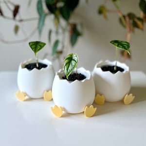 Puede incluir: Tres pequeñas macetas de cerámica blanca con forma de huevo y patas amarillas. Cada maceta tiene una pequeña planta verde en su interior.