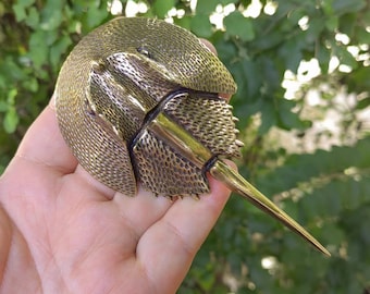 本物のカブトガニ - カブトガニの脱皮 - Etsy 日本