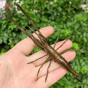 以下が含まれることがあります： エビのブロンズ製の金属彫刻。エビは脚を伸ばし、尻尾を丸めてポーズをとっている。彫刻は人の手に持たれている。