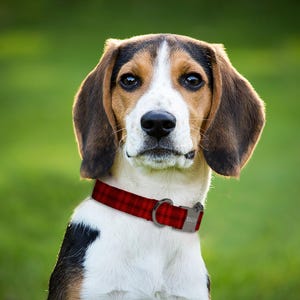 Red and White Plaid Dog Collar And Leash, Custom Engraved Personalized Collar, 1 Inch Wide, Designer Dog Collar, (P47) image 4
