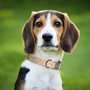 Floral Dog Collar, Adjustable Dog Collar Small to Large Dogs, Female Dog Collar with Name, Rose Dog Collar, Dog Lover Gift, (P11) image 4