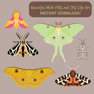 Può includere: Una collezione digitale di sei illustrazioni di falene che include una falena rosa e gialla, una falena a strisce nere e crema, una grande falena verde pallido, una falena maculata, una falena gialla con ocelli e una falena nera, bianca e arancione. Il testo recita: Beautiful Moth PNG and JPG Clip Art INSTANT DOWNLOAD!