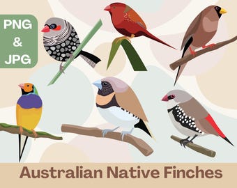Pretty Finch Clipart: Australian Native Birds PNGs (Digital Download)