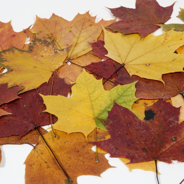 Gepresste und getrocknete bunte Ahornblätter Maple leaf unbehandelt naturbelassen für Herbstdeko Kunst und Floristik Basteln im Herbst