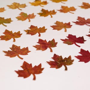 50 oder 100 Mini Ahornblätter Bio Konfetti Herbstdekoration Halloween Tischdeko Floristik Basteln Design aus getrockneten Ahornblätter Maple