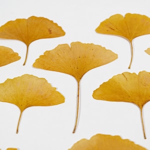 Könnte beinhalten: Eine Sammlung von acht getrockneten Ginkgoblättern, die auf einem weißen Hintergrund angeordnet sind. Die Blätter sind hellgelb und haben eine fächerförmige Form.