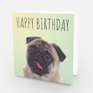 Portret van mopshond Gefeliciteerd met je verjaardag | Mopsenliefhebber | reekleurige mopsen.