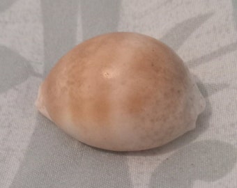 Bellissima ciprea dentata hawiiana