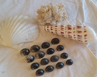 Un paio di conchiglie qupee marmorizzate piccole, medie o grandi, nere, grigie e marroni. Raccolto a mano dalla grande isola delle Hawaii