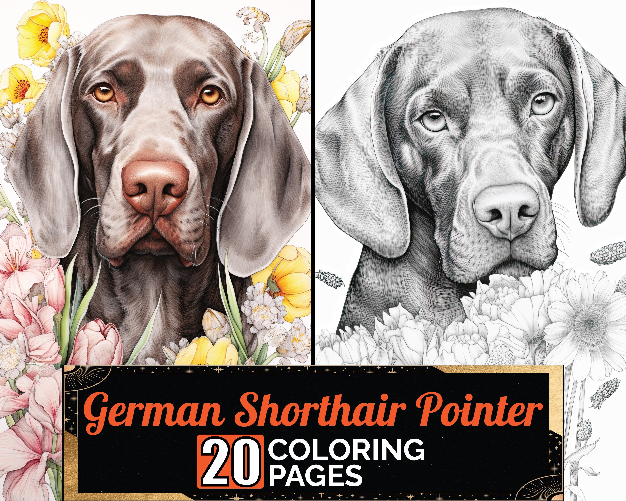 German shorthaired cheap pointer coloring