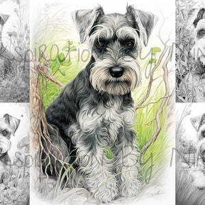 Miniature Schnauzer Dog in Flowers Coloring Pages, 20 Premium Coloring ...
