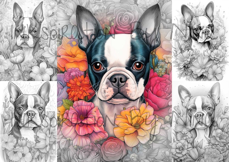 Boston Terrier in Flowers Coloring Pages, 20 Premium Coloring Sheets ...