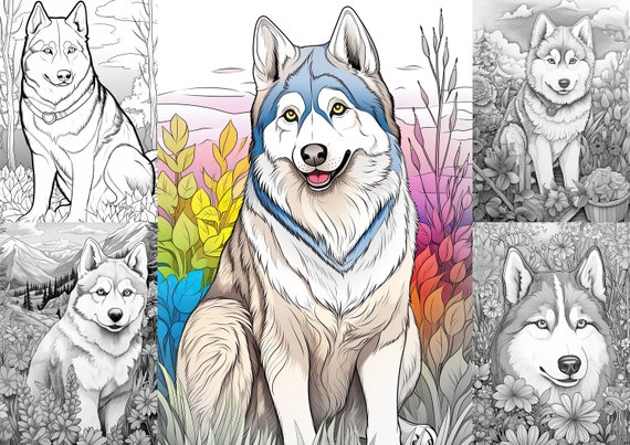Siberian Husky Outdoors Coloring Pages, 20 Premium Coloring Sheets