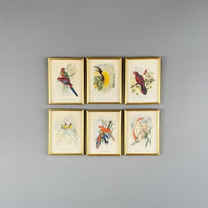 Set of vintage engravings