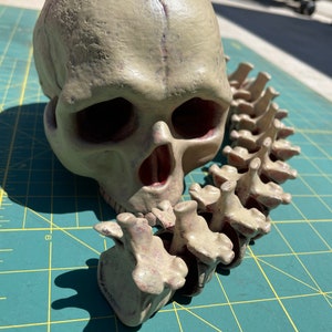 3D Printed and Hand Painted Skull with attached Articulated Spine Hex3D