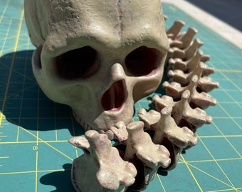 3Dプリントされ、手描きされた頭蓋骨と関節式脊椎 Hex3D