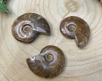 Rare Ammoniten Rot irisierend / Mineral / Natürlich / Schätze / Irisierend