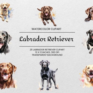 Clipart de Labrador Retriever - 25 PNGs - Transparente - Clipart de cachorro aquarela - Retrato de cachorro - Para uso comercial - Amarelo, Preto, Chocolate