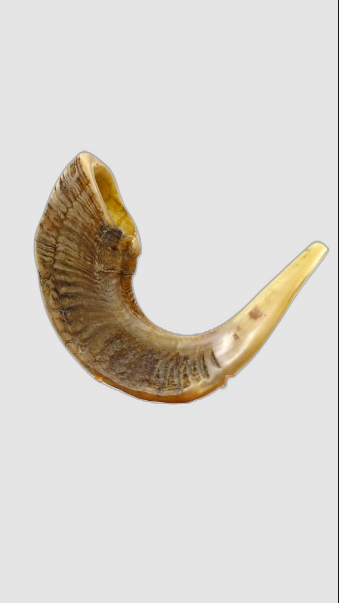 Jericho Ram's Horn Shofar With Chosen Model Etsy