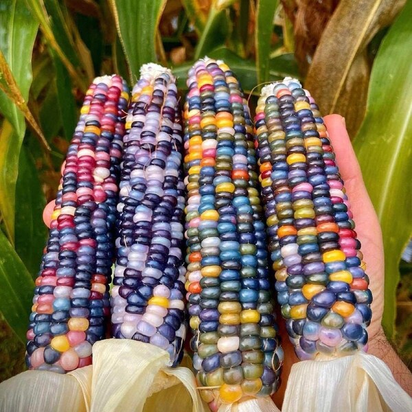 Indian Corn mix seeds, Glass Gem Corn, Ornamental Corn mix, flint corn, color corn mix seeds, corn seeds, organic seeds