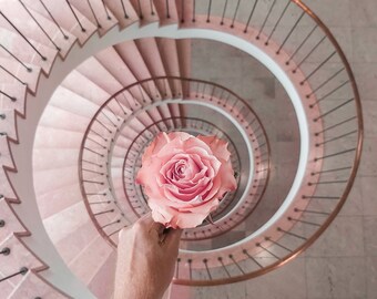 A Gift for You, Rose /Photo Print, Poster /Wall Art, Art Photography, Fine Art Photography/ Gift, Wall Decor