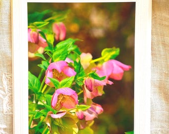 Spring Blooms Set of 5 Photo Cards, Blank Note Cards, White