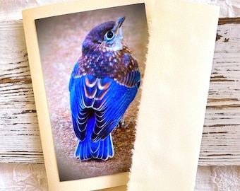 Backyard Birds Set of 5, Photo Notecards, Blank Greeting Cards, Ivory