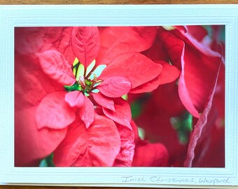 Irish Christmas Poinsettia Card, Original Photograph, All Occasions