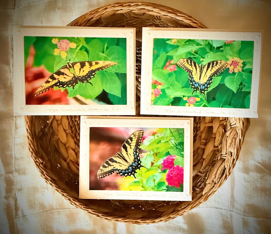 Butterfly Note Card Set of 3 Different Cards, Garden and Nature Lover ...