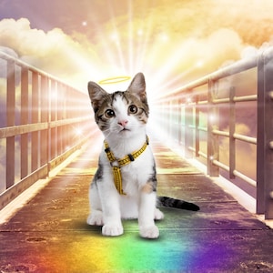 Benutzerdefinierte Regenbogen Brücke Geschenk individuelle Haustier Verlust Regenbogen Brücke personalisierte Geschenk Regenbogen Brücke Porträt Regenbogen Brücke Haustier Verlust Porträt benutzerdefinierte