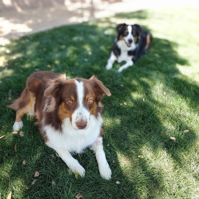 Printable Weekly Dog Training Schedule Keep Track of Training Progress Easy to Use Tracker Etsy