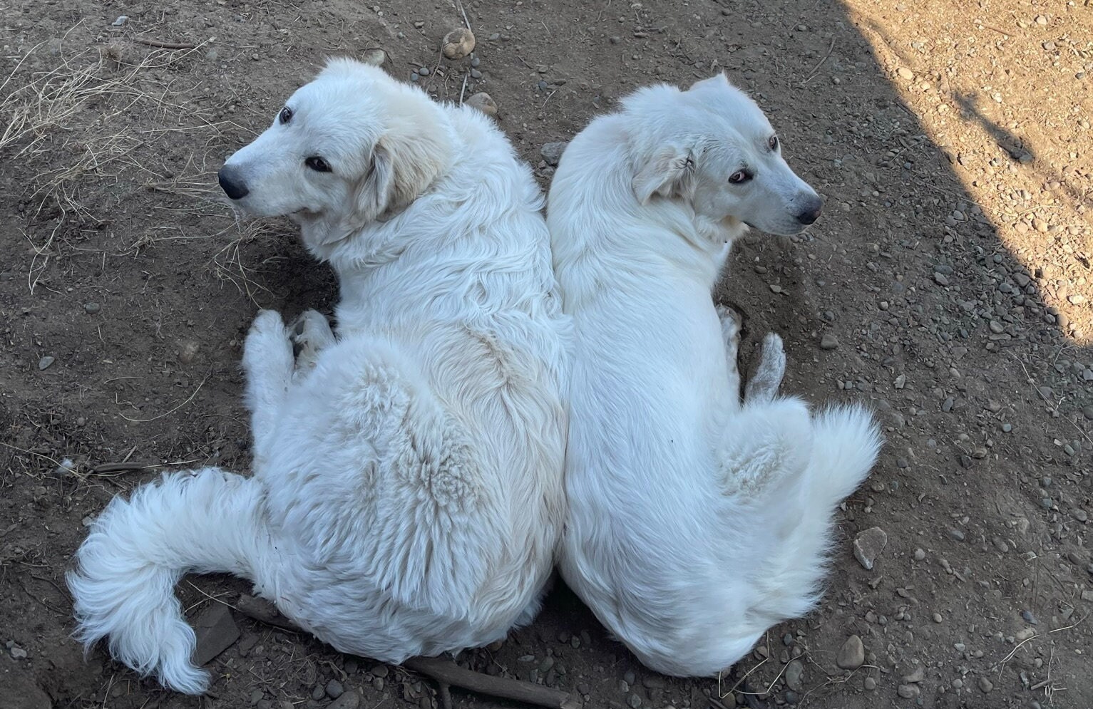 Great pyrenees fluffy 2025
