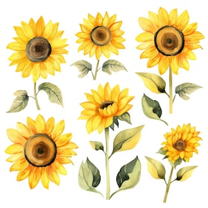 Aquarelle tournesol Clipart, printemps Floral, tournesol PNG, aquarelle Floral, Invitation, mariage, fleur d’été, tournesol Art, numérique