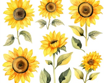 May include: Watercolour illustration of several sunflowers in various stages of bloom. The sunflowers have bright yellow petals, dark brown centres, and green stems and leaves. The image is set against a white background.
