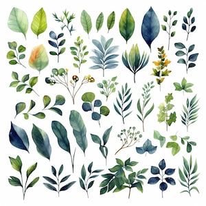 Puede incluir: Una colección de ilustraciones de acuarela de varias hojas y ramas verdes y azules. Las ilustraciones están aisladas sobre un fondo blanco.