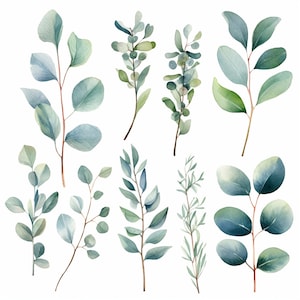 Aquarell Eukalyptus Clipart - Blauer Eukalyptus - Eukalyptus Clipart - Einzelne Elemente - Eukalyptus Clipart - Aquarell Grün