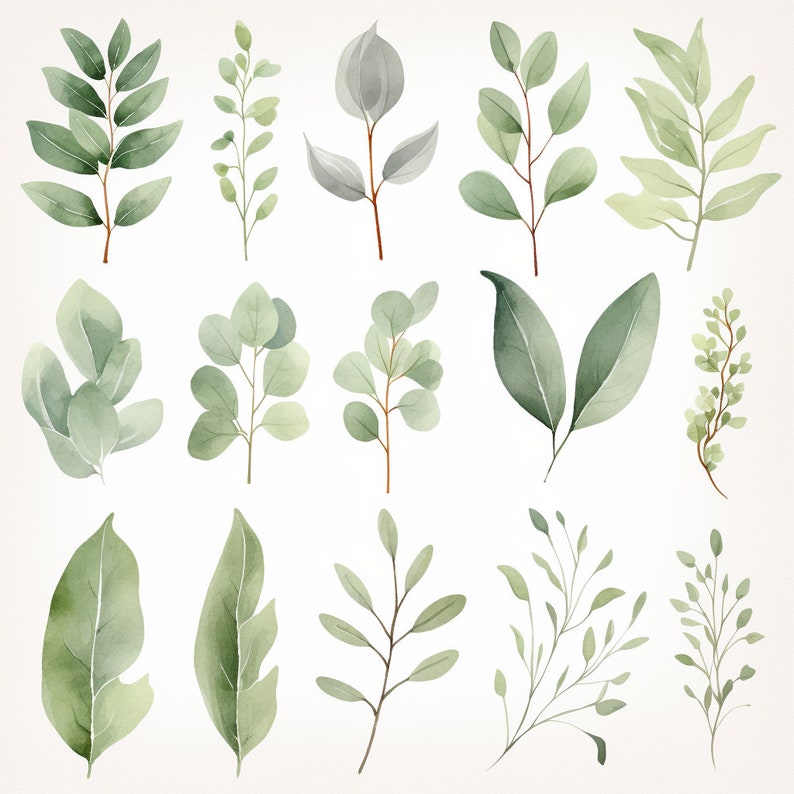 Sauge verdure Clipart verdure Clipart Sage Clipart sauge aquarelle aquarelle verdure verdure Invitations, artisanat image 1