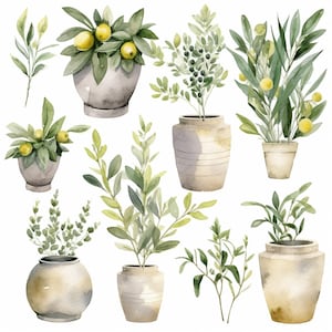 Mediterrane aquarel clipart-Olijfboom clipart-Olijf clipart-PNG clipart-botanische clipart-aquarel clipart, gebladerte