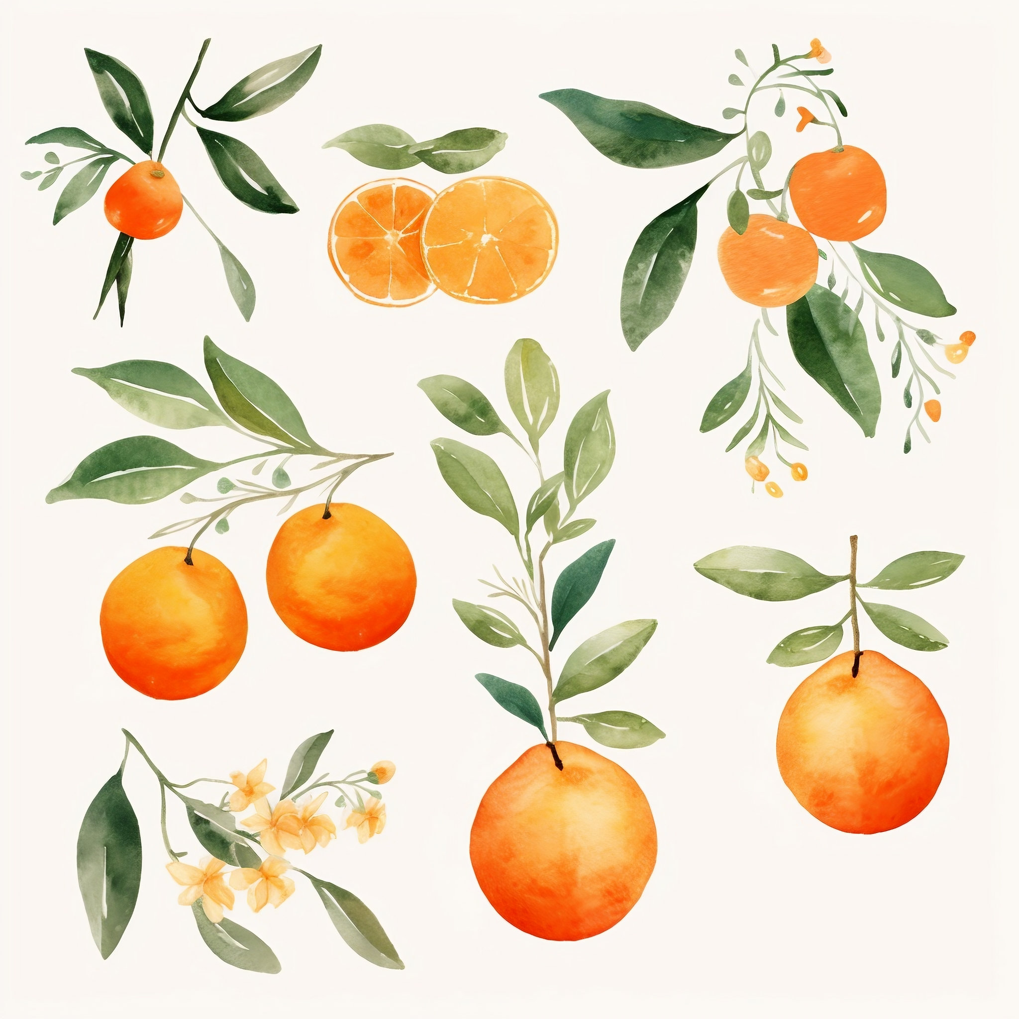 Watercolor Orange Clipart, Orange Blossom PNG, Watercolor Fruit Clipart, Rustic Citrus Digital Download, Instant Download, Summer, Spring