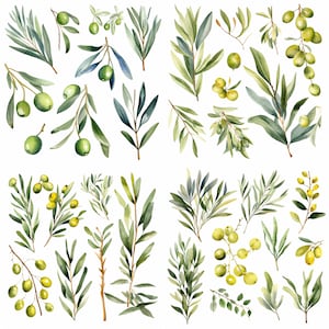Botanische groen clipart - Olive clipart - salie clipart - Olive aquarel-lente - aquarel groen - groen - uitnodigingen, ambachten