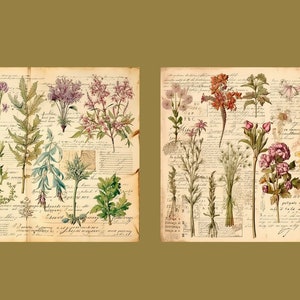 Botanical Herbs Junk Journal Kit Botany Collage Sheet Herbal Digital Paper Scrapbooking Watercolor Plant Vintage Ephemera Apothecary Pages image 3