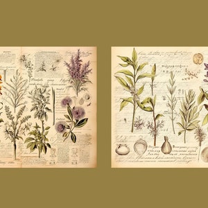 Botanical Herbs Junk Journal Kit Botany Collage Sheet Herbal Digital Paper Scrapbooking Watercolor Plant Vintage Ephemera Apothecary Pages image 9