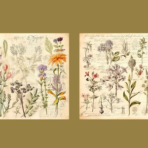 Botanical Herbs Junk Journal Kit Botany Collage Sheet Herbal Digital Paper Scrapbooking Watercolor Plant Vintage Ephemera Apothecary Pages image 7