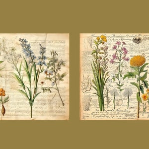 Botanical Herbs Junk Journal Kit Botany Collage Sheet Herbal Digital Paper Scrapbooking Watercolor Plant Vintage Ephemera Apothecary Pages image 6