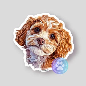 May include: A close-up of a small, brown and white dog with curly fur. The dog has a sweet expression and is looking directly at the camera.