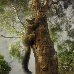 Opossum curieux